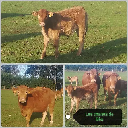 Les De Bes 